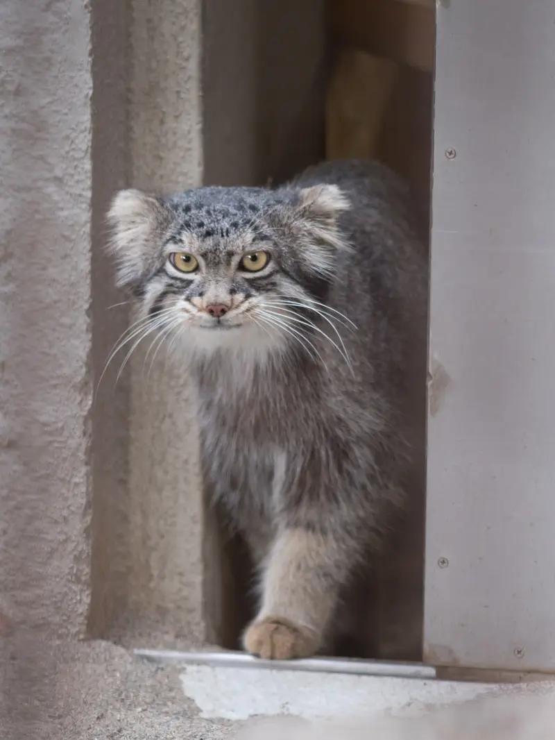 野毛山動物園のフィーガの写真