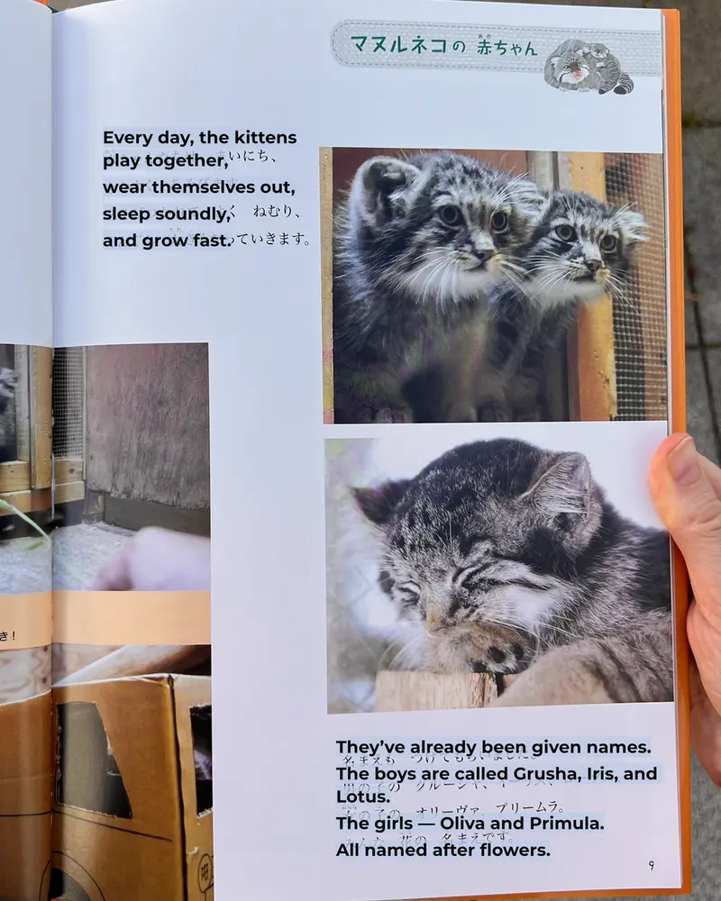 マヌルネコの写真