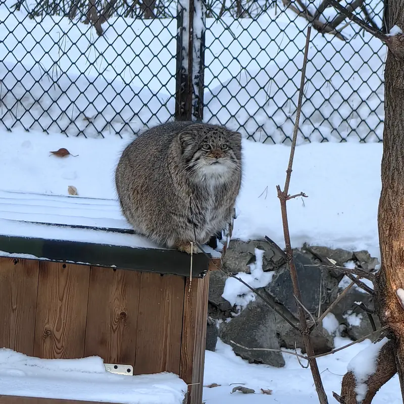 ノヴォシビルスク動物園のミアの写真