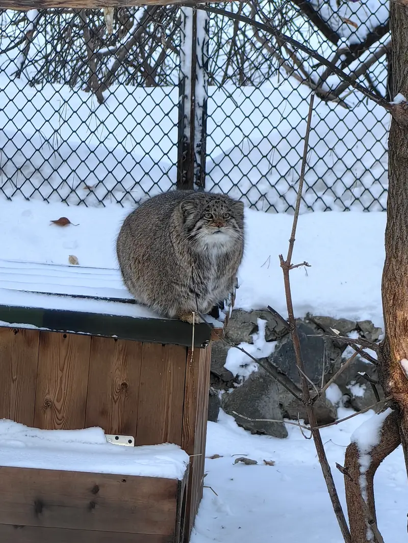 ノヴォシビルスク動物園のミアの写真