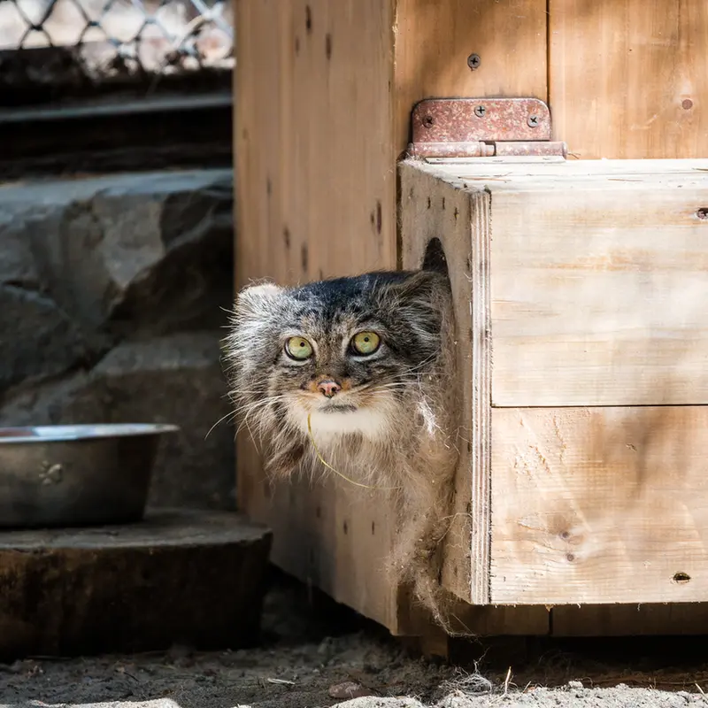 ノヴォシビルスク動物園のアデルの写真