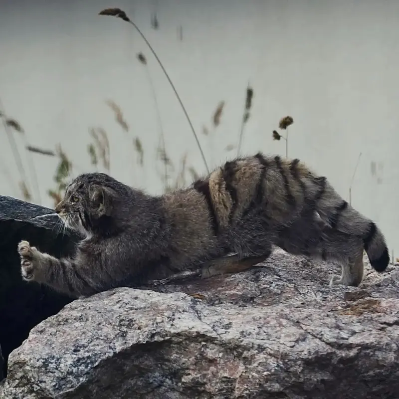 コルケアサーリ動物園のサイミの写真