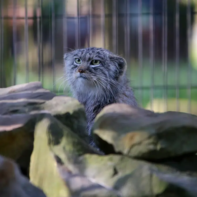 クラクフ動物園のツァスの写真