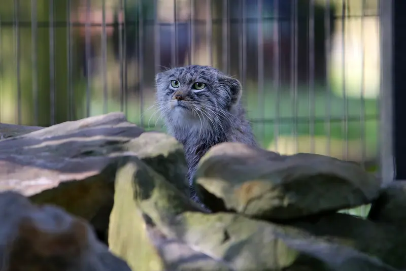 クラクフ動物園のツァスの写真