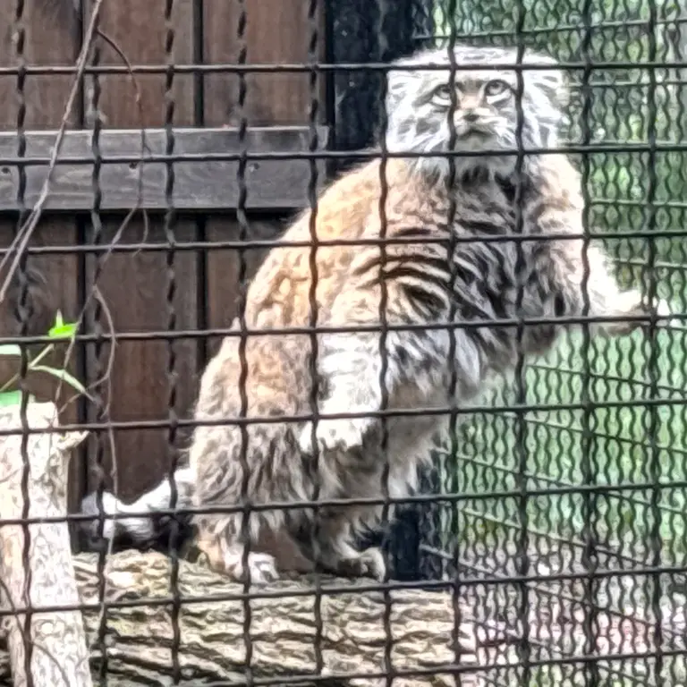 ワルシャワ動物園のジェシーの写真