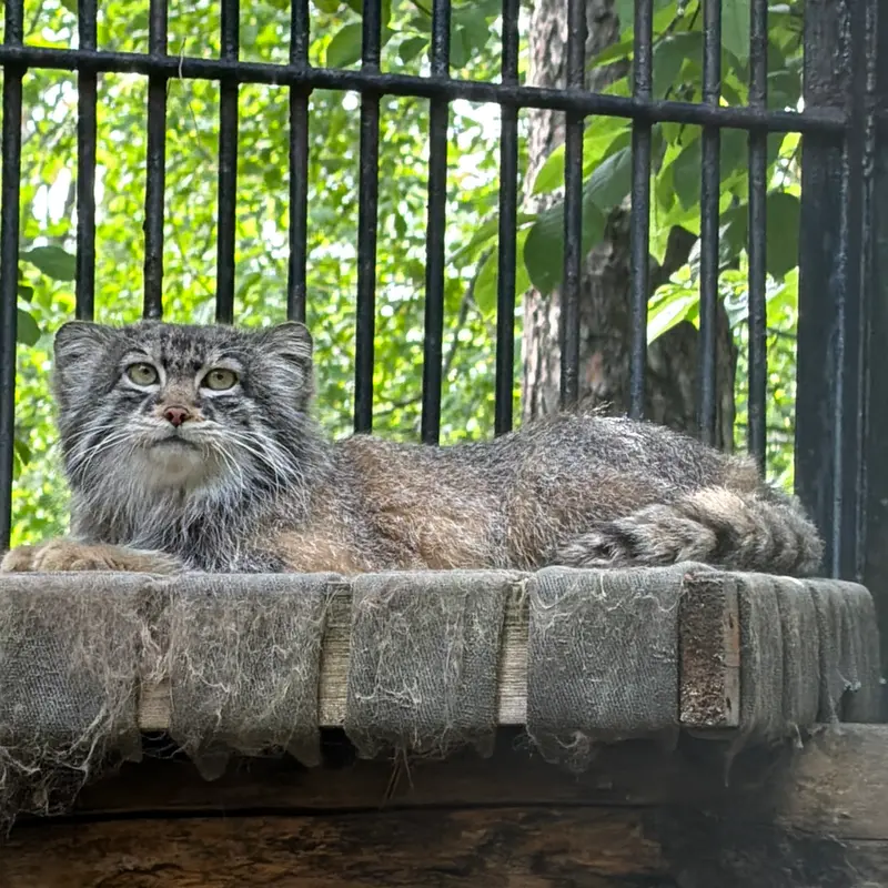 ノヴォシビルスク動物園のマヌルネコの写真