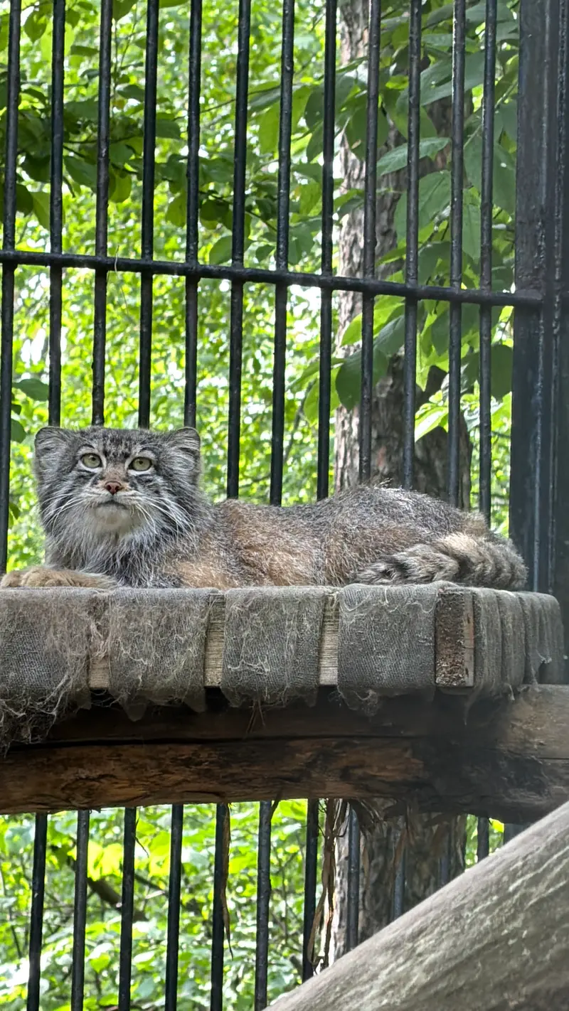 ノヴォシビルスク動物園のマヌルネコの写真