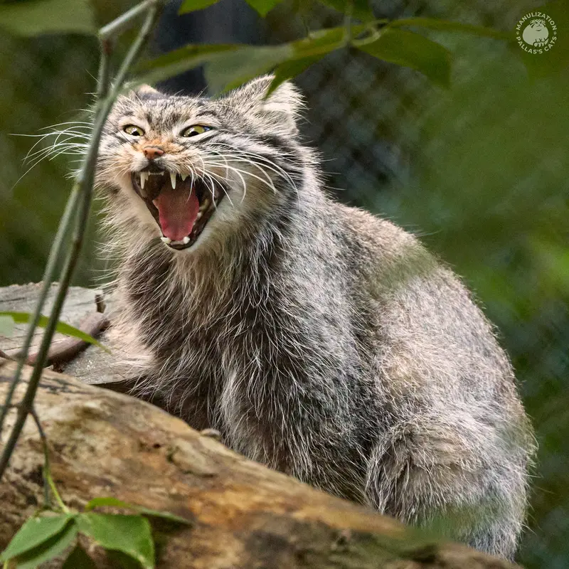 ノヴォシビルスク動物園のスネジンカの写真