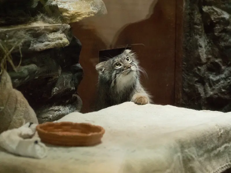 恩賜上野動物園のフィーガの写真