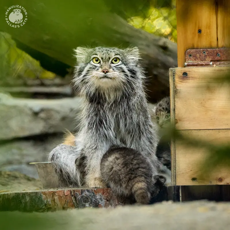 ノヴォシビルスク動物園のスネジンカの写真