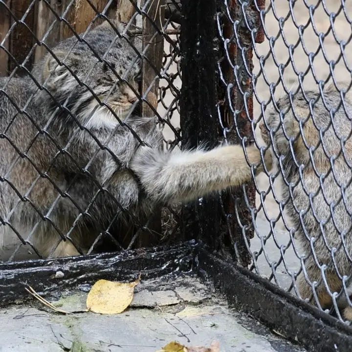 ノヴォシビルスク動物園のマヌルネコの写真
