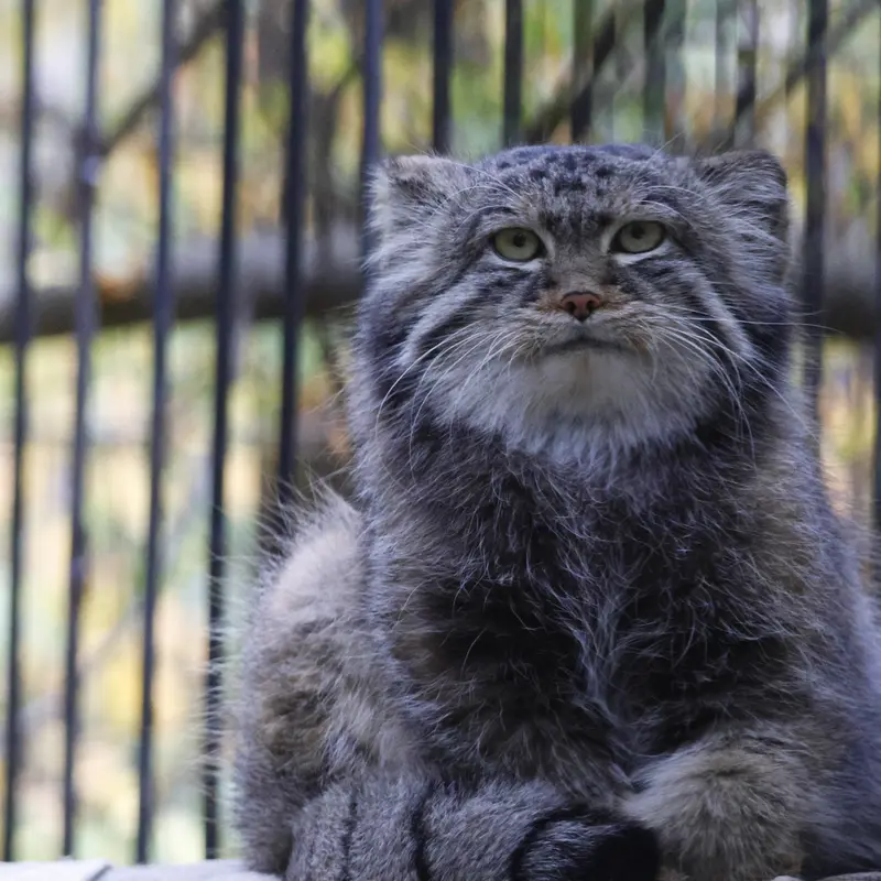 ノヴォシビルスク動物園のシルヴェスターの写真