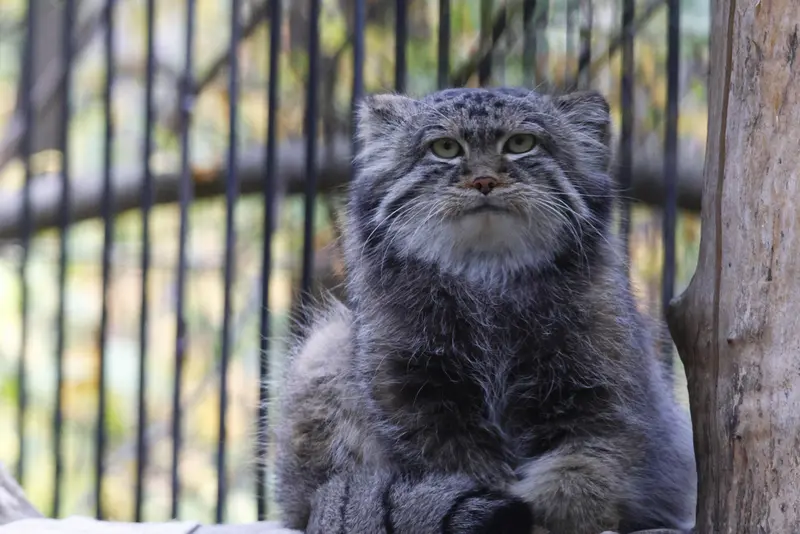 ノヴォシビルスク動物園のシルヴェスターの写真