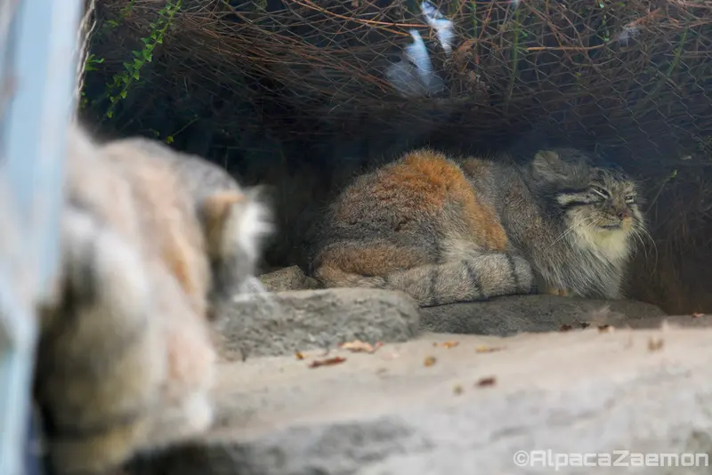 神戸どうぶつ王国のアズとナルの写真