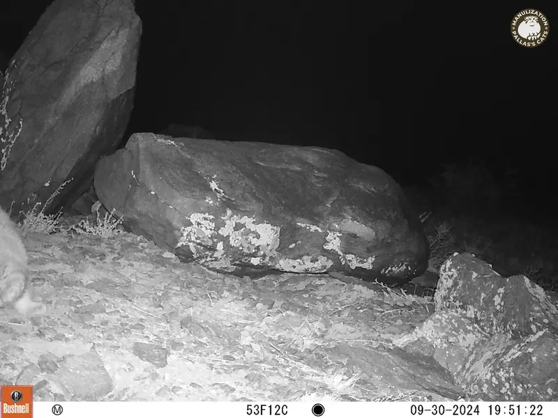 コシュカルカメラトラップで撮影したOtocolobus manul manulの写真
