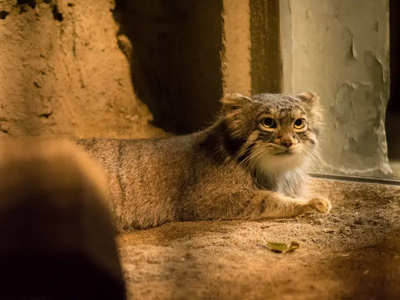 野毛山動物園のフィーガの写真