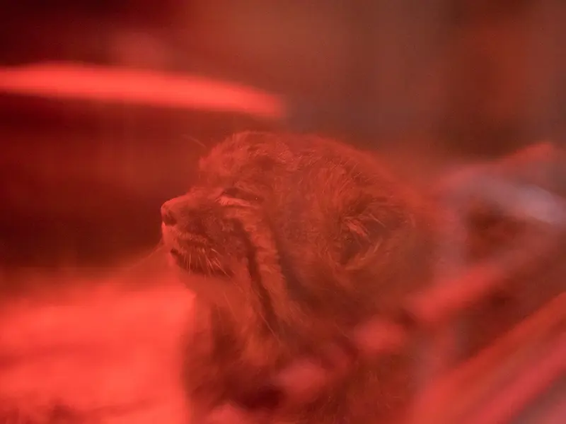 恩賜上野動物園のナイマの写真