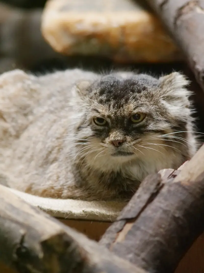 恩賜上野動物園のプリームラの写真