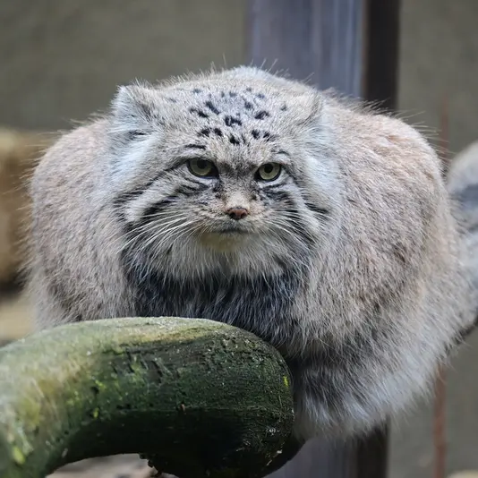 タリン動物園のマーズの写真