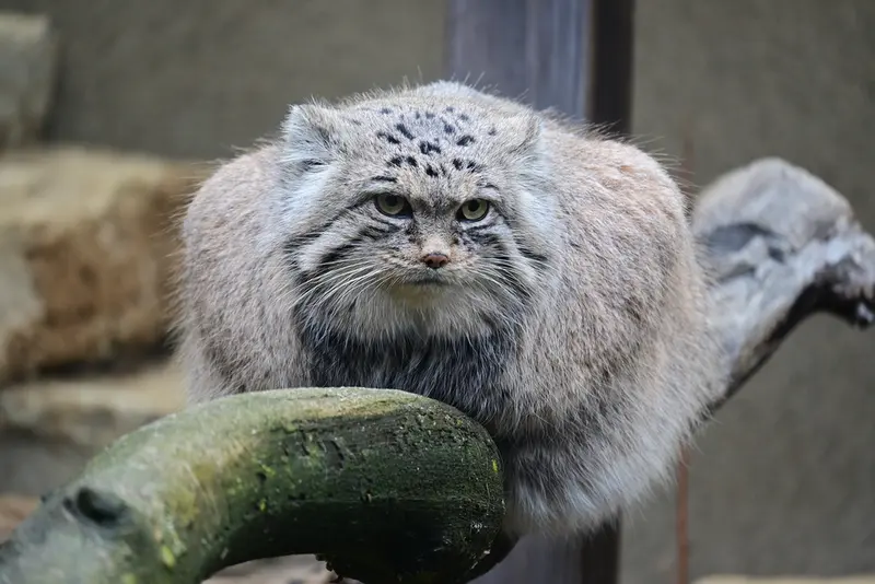 タリン動物園のマーズの写真