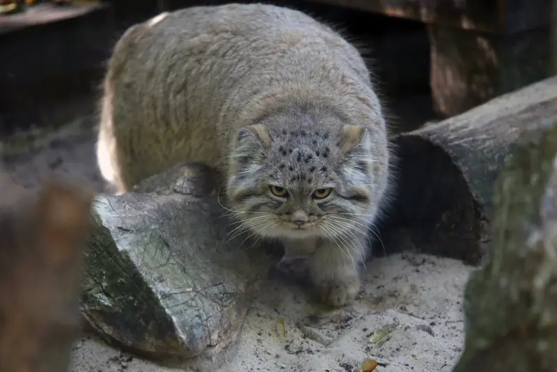 コシツェ動物園のアラニの子（2026年生まれ）Ⅰの写真
