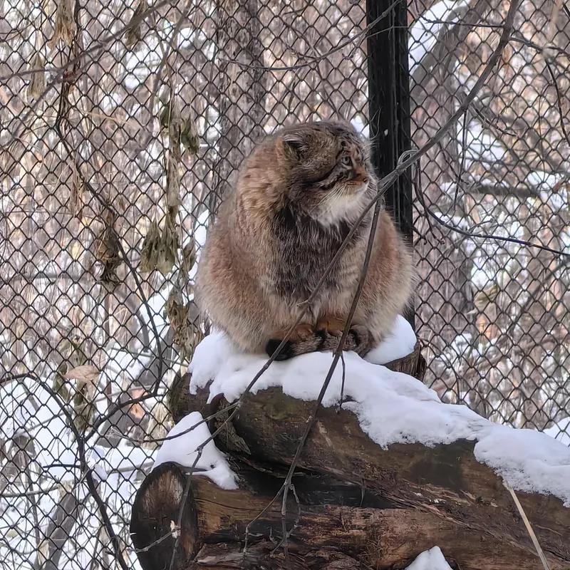 ノヴォシビルスク動物園のジョージの写真