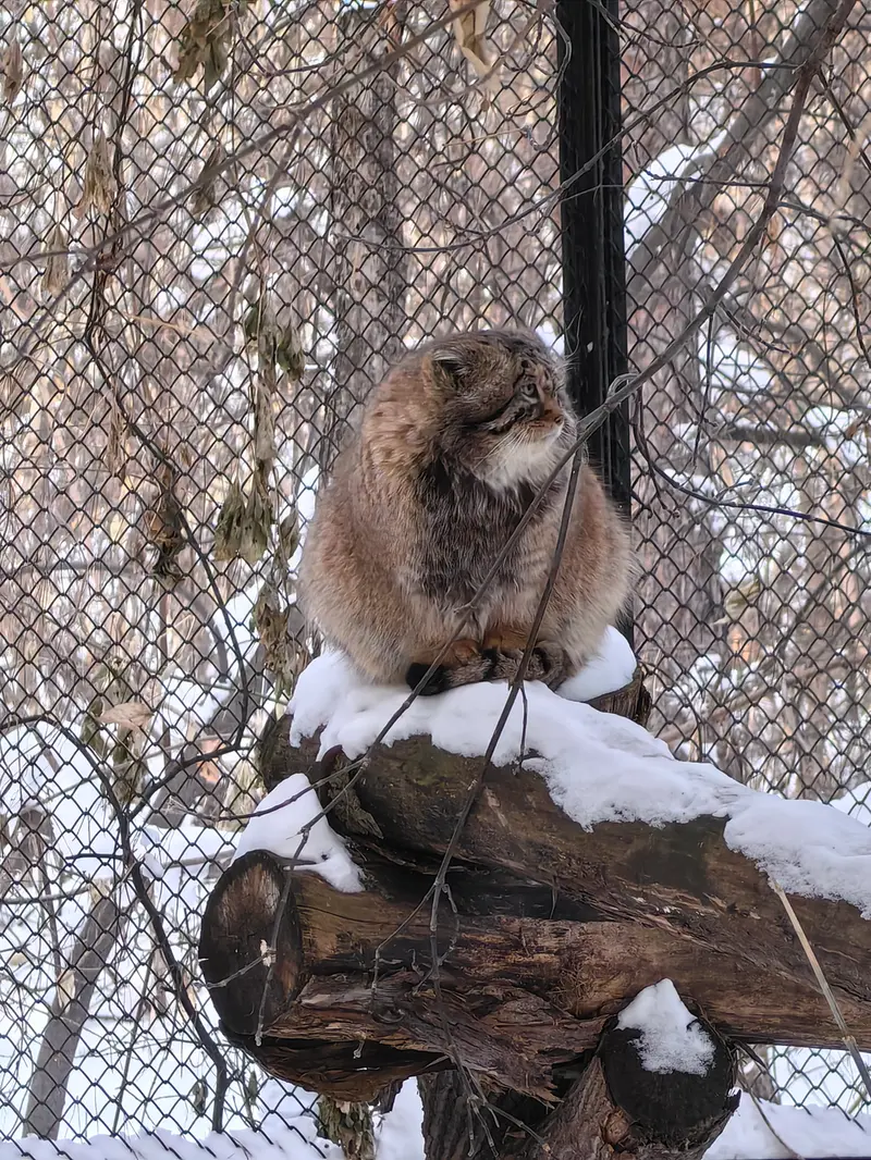 ノヴォシビルスク動物園のジョージの写真