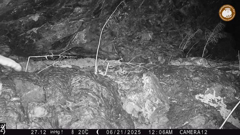 ジュンディ1カメラトラップで撮影したOtocolobus manul manulの写真