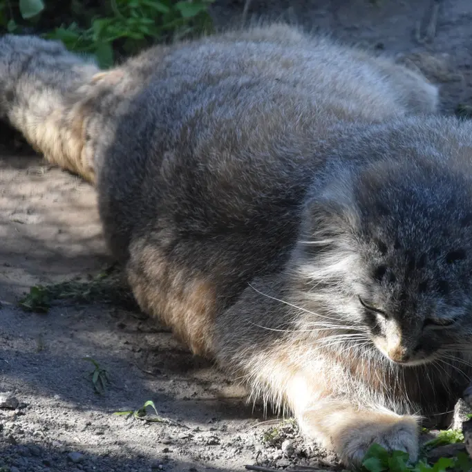 ブダペスト動物園＆植物園のルーシーの写真