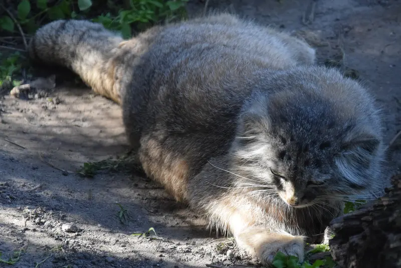 ブダペスト動物園＆植物園のルーシーの写真