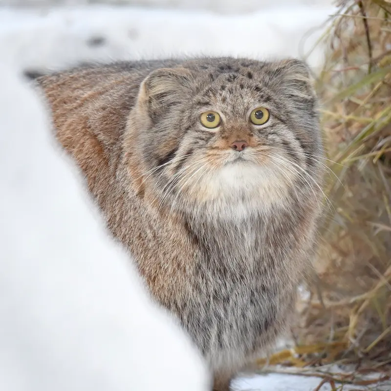 ノヴォシビルスク動物園のミアの写真