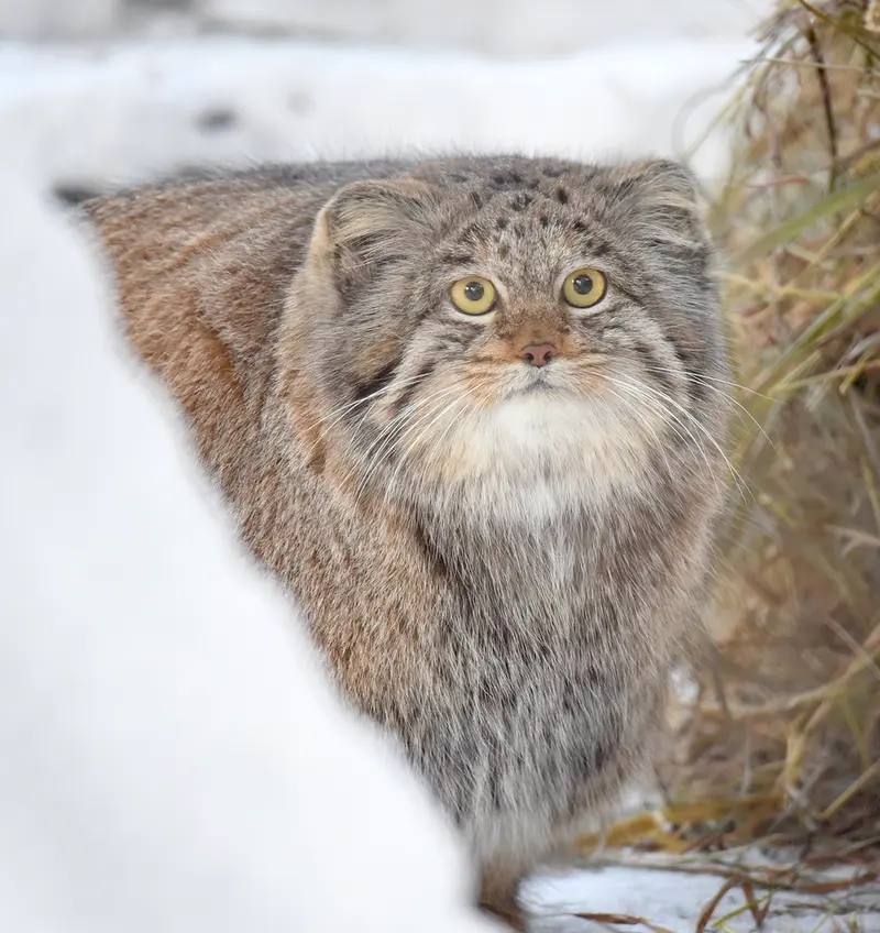 ノヴォシビルスク動物園のミアの写真