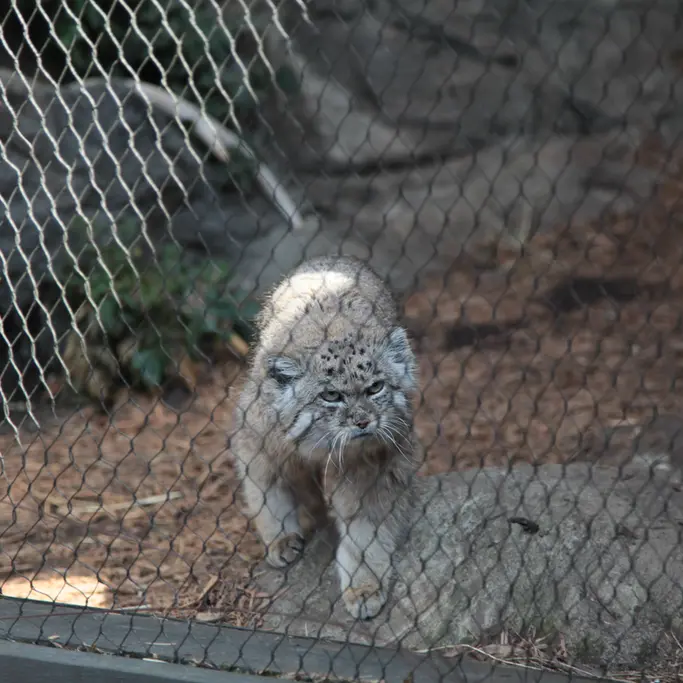 プロスペクト・パーク動物園のバトゥの写真
