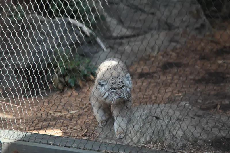 プロスペクト・パーク動物園のバトゥの写真