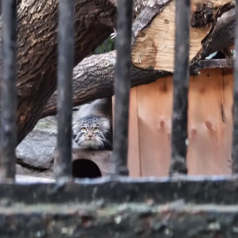 ノヴォシビルスク動物園のメンスの写真