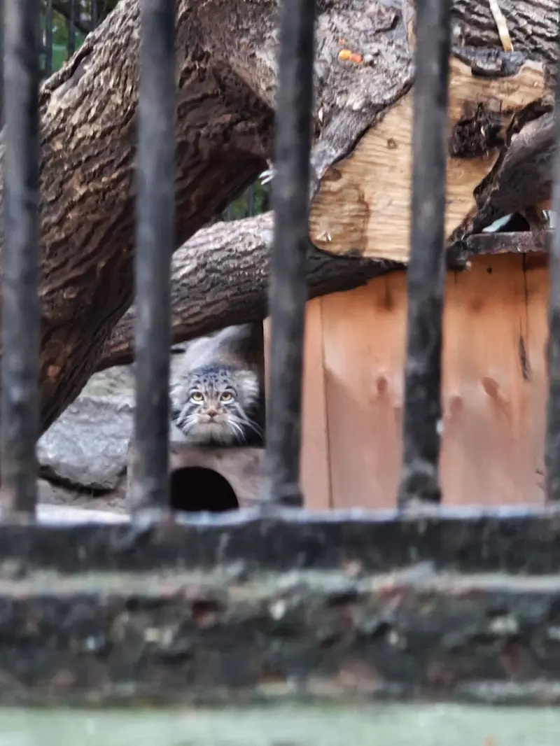 ノヴォシビルスク動物園のメンスの写真