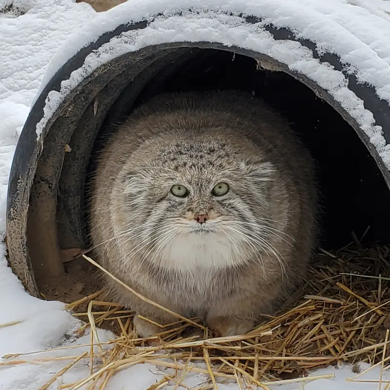 シンシナティ動物園のムシュドッグの写真
