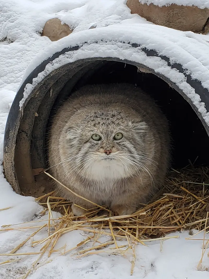 シンシナティ動物園のムシュドッグの写真