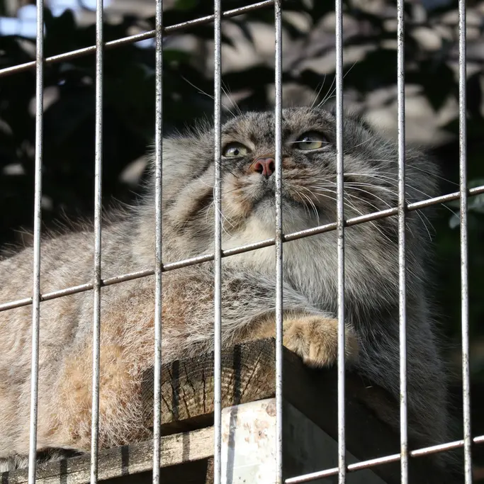 東山動植物園のエルの写真
