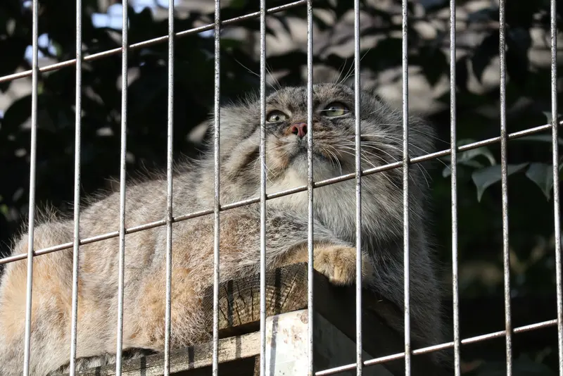 東山動植物園のエルの写真