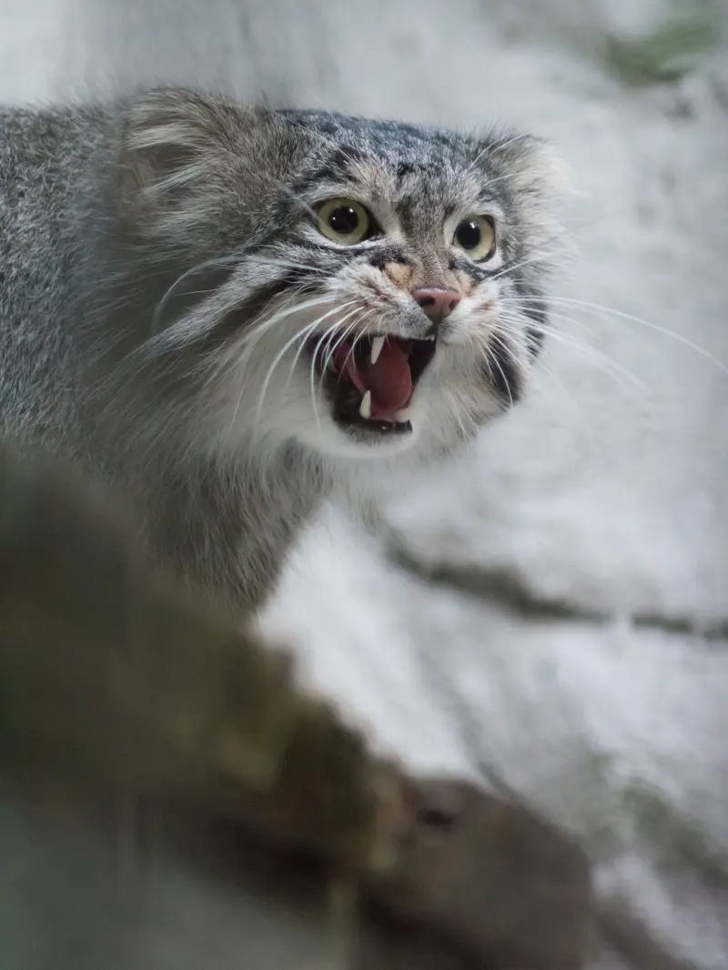 野毛山動物園のフィーガの写真
