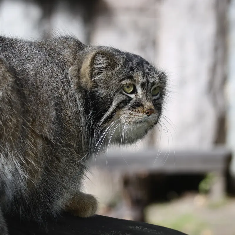 モスクワ動物園のティモフェイの写真