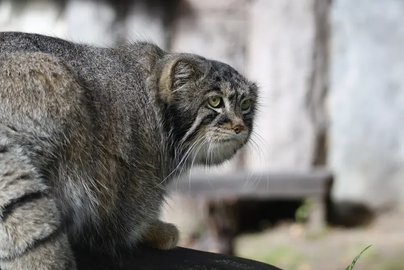 モスクワ動物園のティモフェイの写真