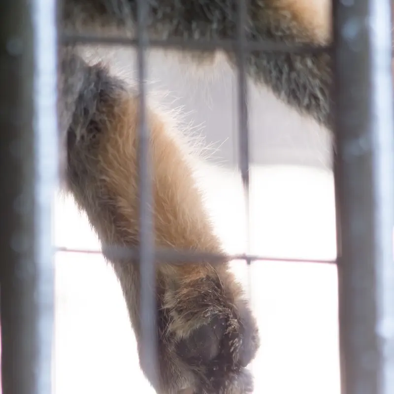 野毛山動物園のフィーガの写真
