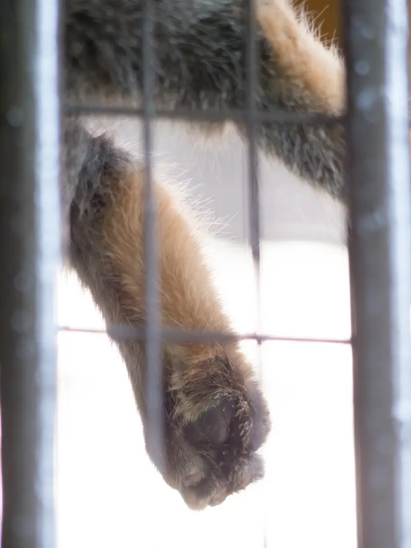 野毛山動物園のフィーガの写真