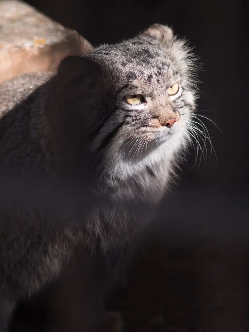野毛山動物園のフィーガの写真