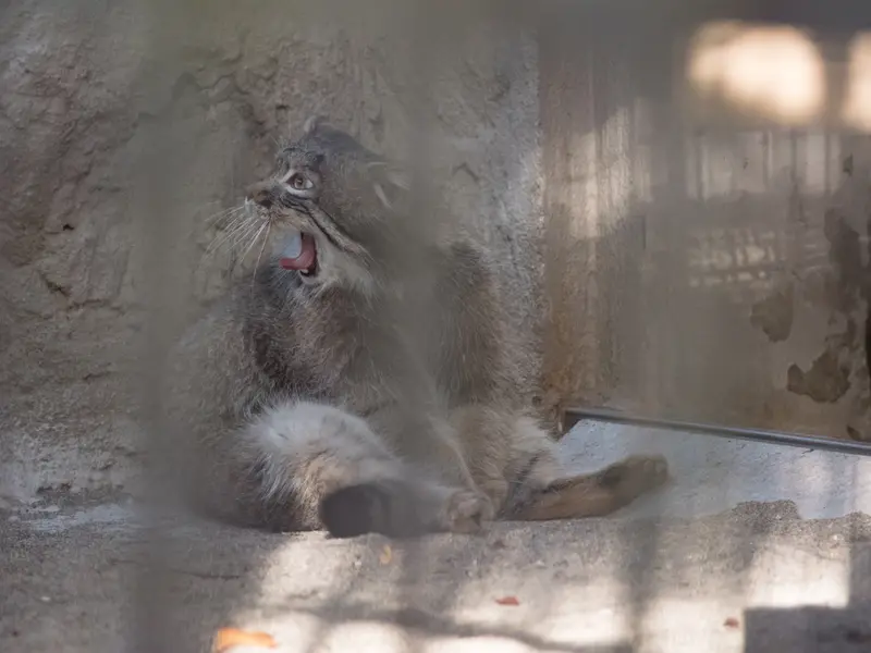 野毛山動物園のフィーガの写真