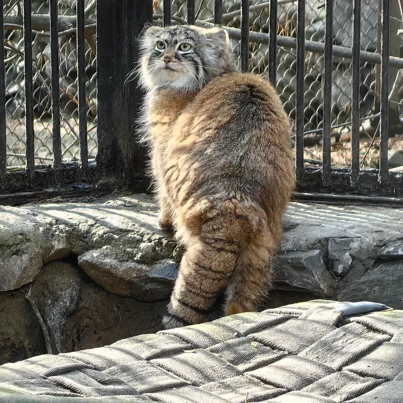 ノヴォシビルスク動物園のアーニャの写真