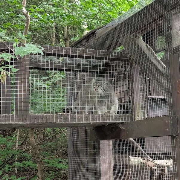 コシツェ動物園のアイセンの写真