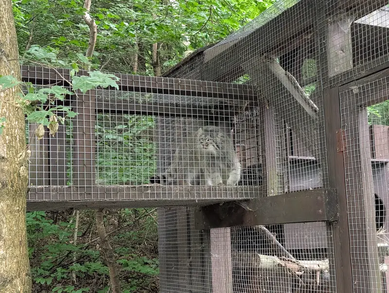 コシツェ動物園のアイセンの写真
